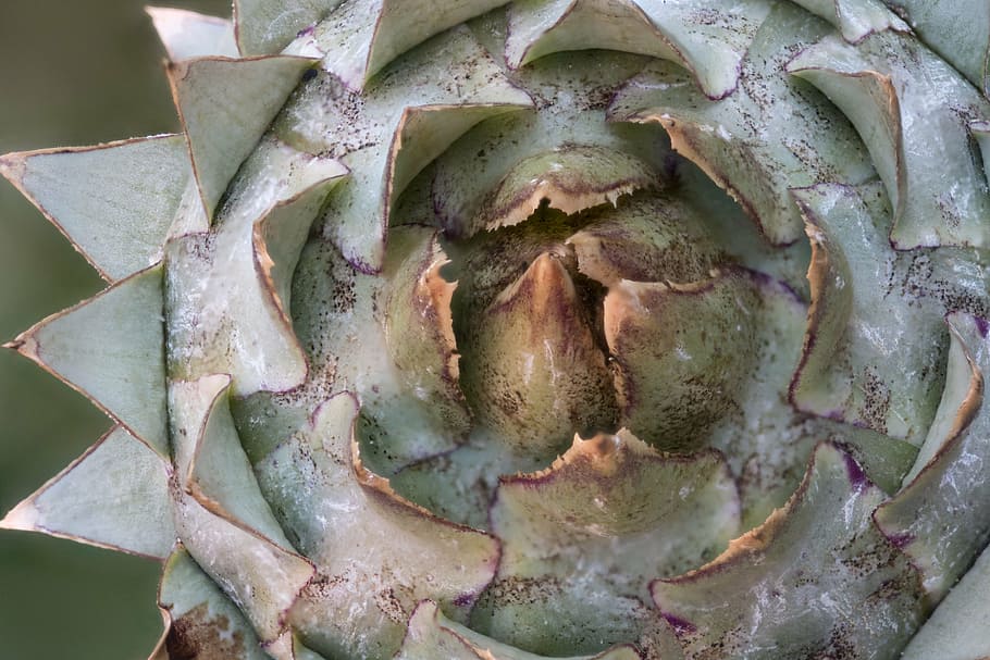 thistle, vegetables, artichoke, macro, tips, triangles, nature HD wallpaper
