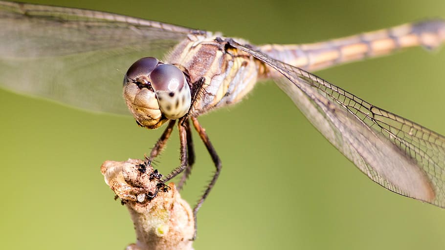 dragonfly, nature, insect, invertebrate, animal, animal themes HD wallpaper