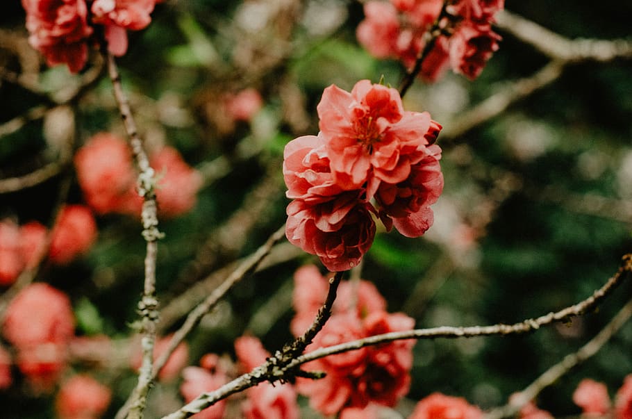 close photo of pink petaled flower, closeup photography of red cherry blossoms HD wallpaper