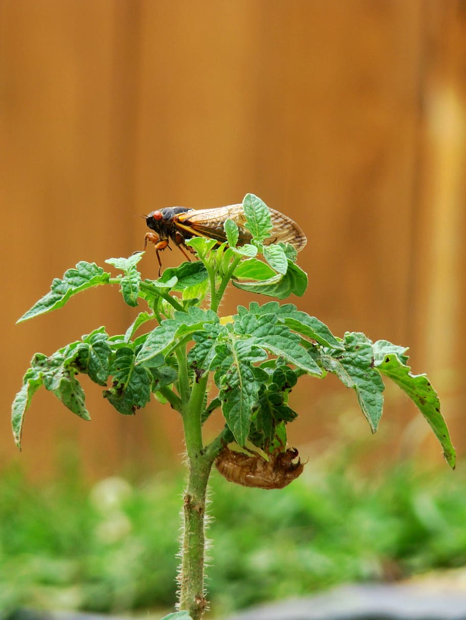 cicada, molted, tomato plant, magicicada, periodical cicada