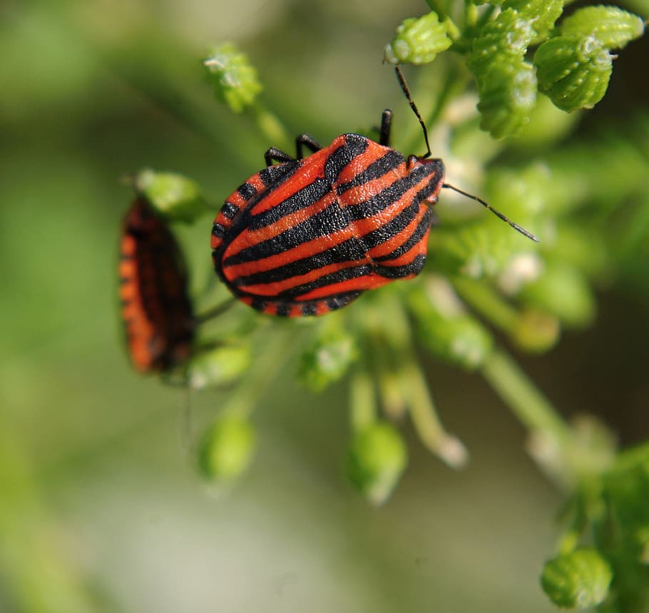 graphosoma lineatum, insect, beetle, beetles, nature, summer HD wallpaper