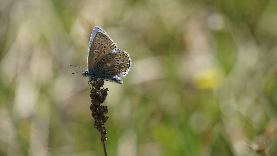 butterfly, brown, insect, flight insect, macro, close, public record HD wallpaper