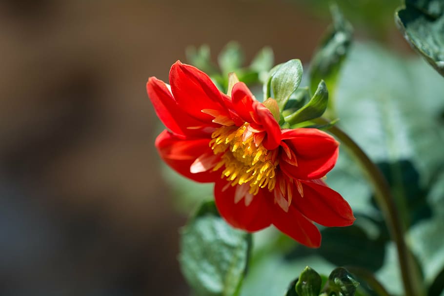 blossom, bloom, flower, orange, summer, garden, in the garden HD wallpaper