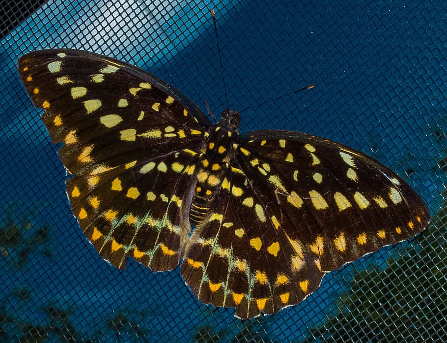 butterfly, insect, public record, animal wildlife, invertebrate HD wallpaper