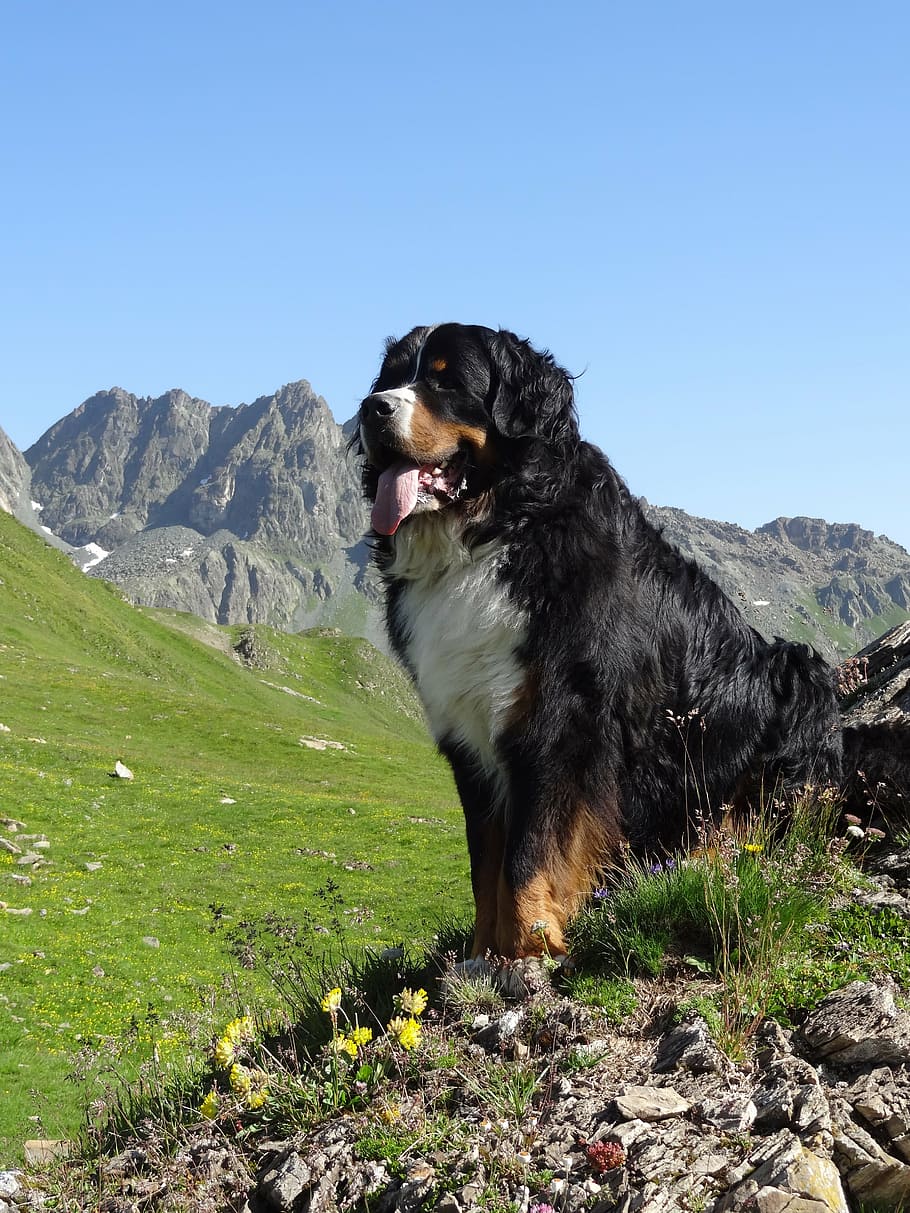 bernese mountain dog, animal picture, mountains, one animal