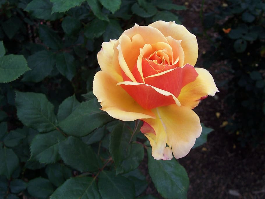 single, rose, flower, flowering plant, beauty in nature, petal HD wallpaper