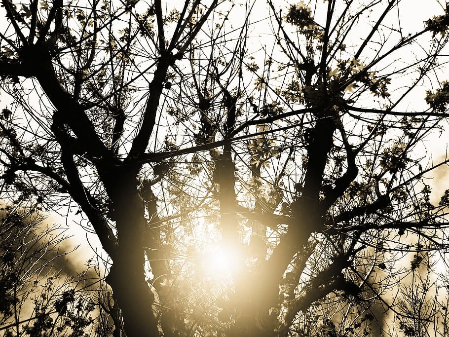 Dusk, Tree, Dry, Branches, Nature, leave, plant, environment HD wallpaper