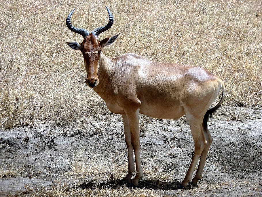 Nature, Goat, Fast, Ungulate, Safari, antlers, animal wildlife HD wallpaper
