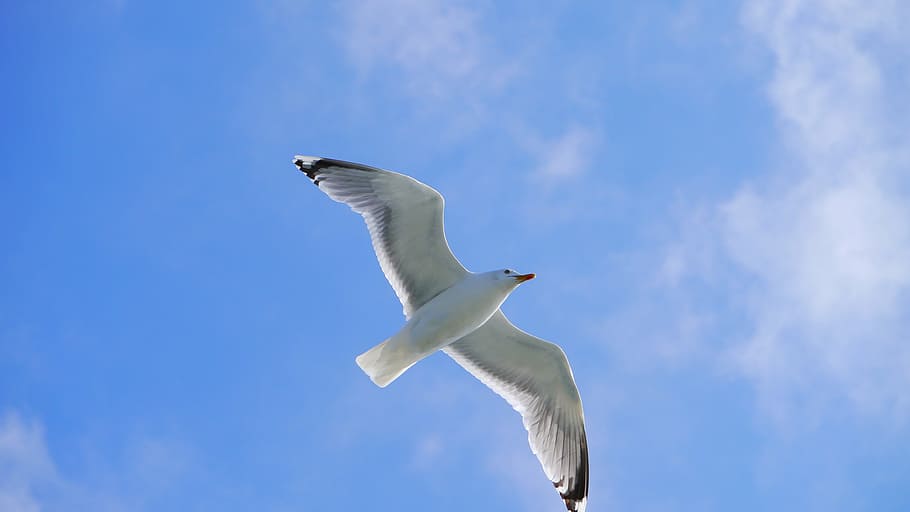Seagull, Bird, Wing, Coast, seevogel, clouds, sky, nature, black headed gull HD wallpaper