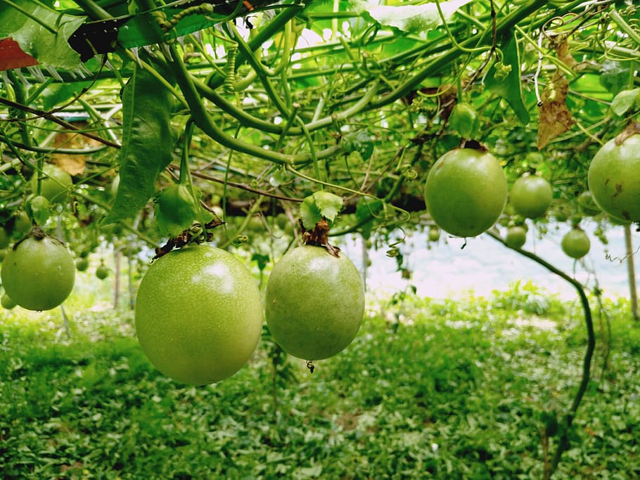 fruit, leaf, food, nature, food and drink, healthy eating, plant HD wallpaper