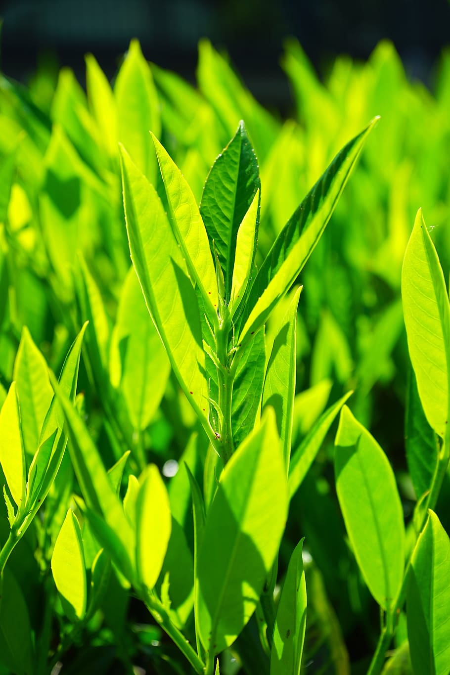 Leaves, Green, Back Light, light green, shades of green, bright HD wallpaper