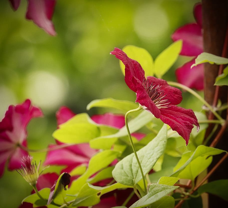 clematis, red, flower, plant, growth, close-up, fragility, vulnerability HD wallpaper