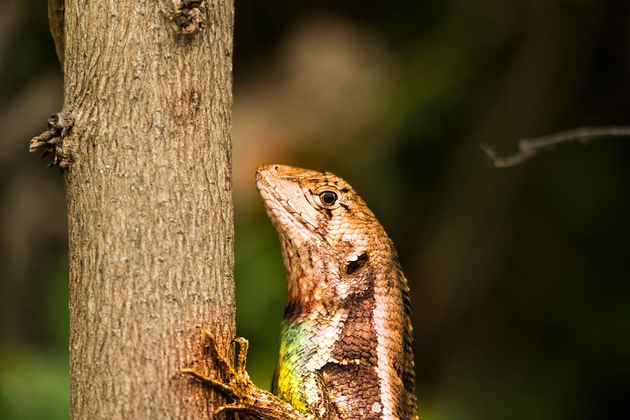 aminal, lizard, cayman, predator, animals, creature, zoo, dangerous HD wallpaper