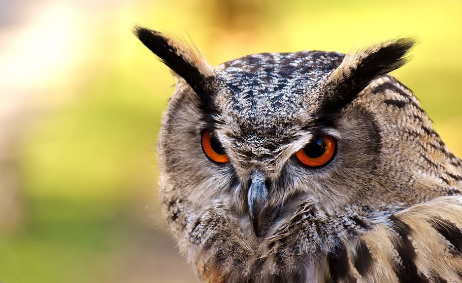 close-up photo of brown-and-black owl, bird, feather, cute HD wallpaper