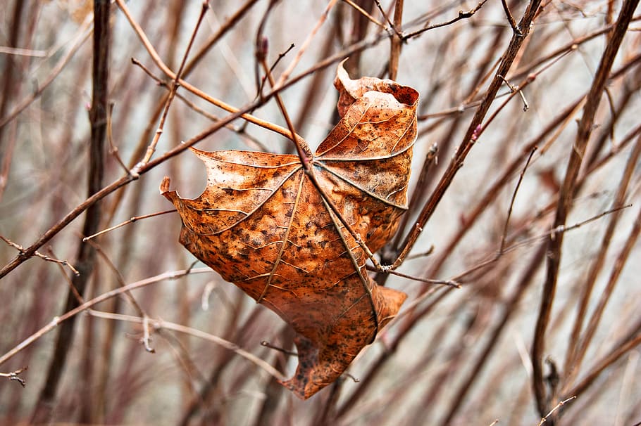 brown leaf on tree, selective focus of maple leaf on branch, orange HD wallpaper