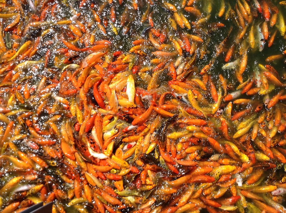 school of orange and yellow fish, koi fish, pond, water, japanese