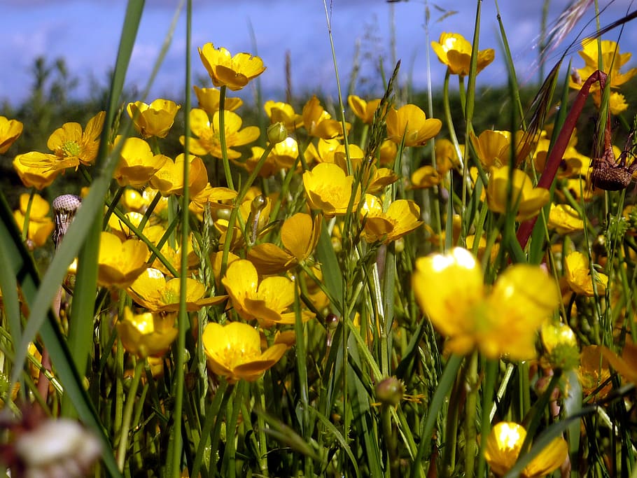 flower, spring, nature, yellow, petals, flowering, buttercup HD wallpaper