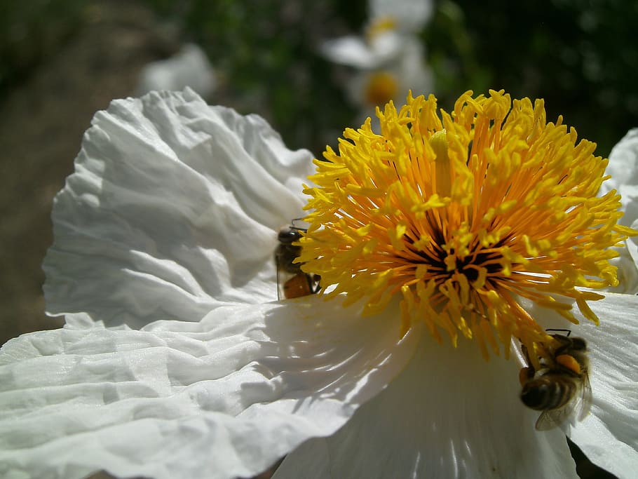 flower, white, yellow, bees, nature, sunny, natural, petal HD wallpaper