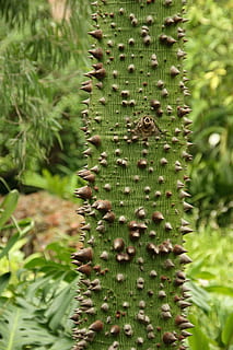 ceiba, tribe, tree, thorns, kapok tree green, log, bark, bombacoideae HD wallpaper
