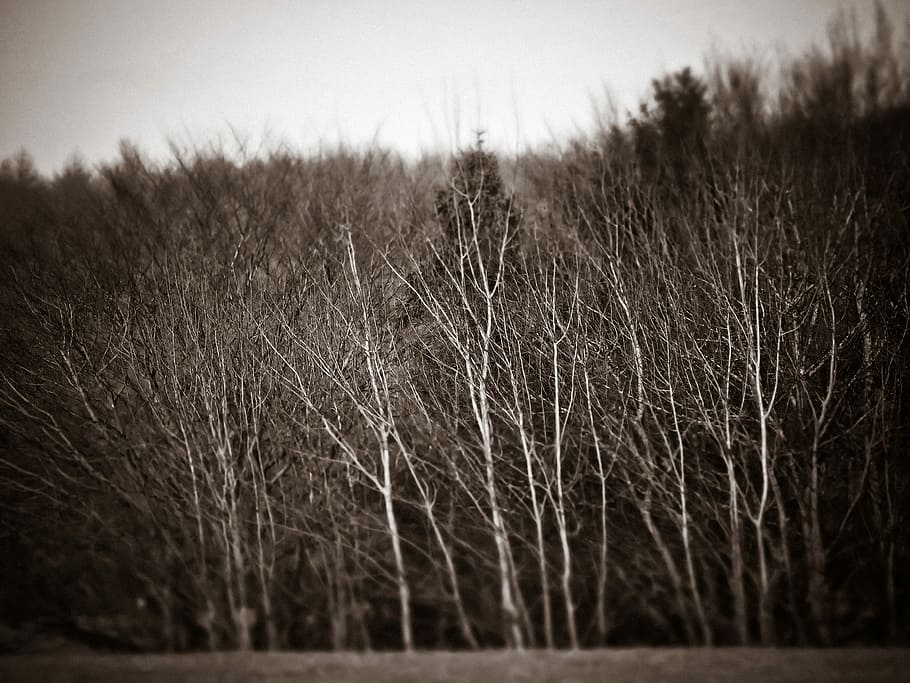 Forest, Trees, Nature, Landscape, Gloomy, weird, dark, black white HD wallpaper