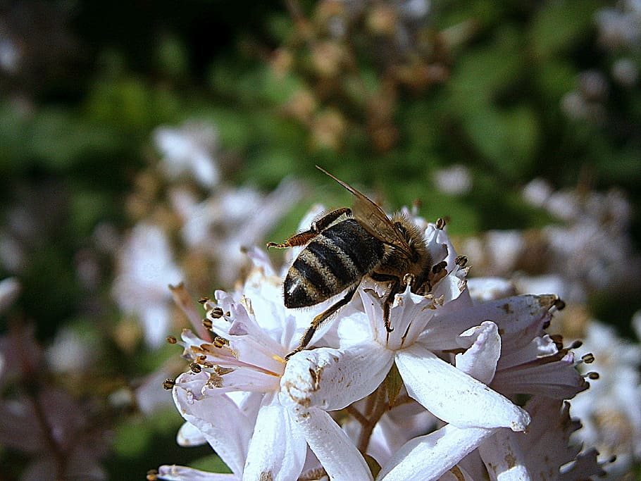 Honey Bee, Insect, bees, worker inside, queen, hair, hymenoptera