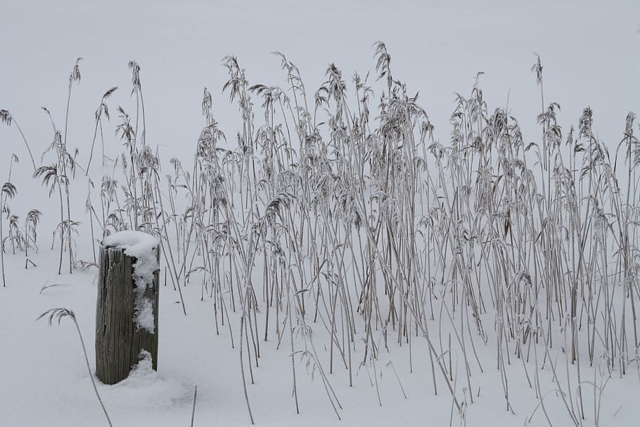 Winter, Snow, Cold, Frost, Landscape, weather, december, natural HD wallpaper