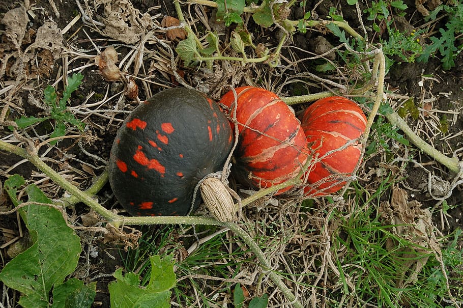 pumpkins, growth, orange, black, develop, nature, gourd, october HD wallpaper