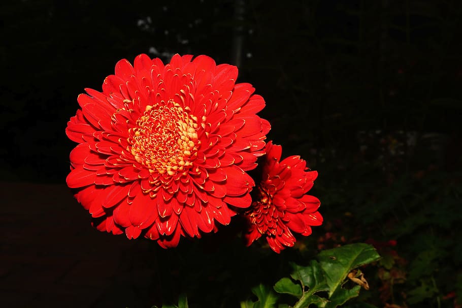 blossom, bloom, flower, red, close, beautiful, flora, fragility HD wallpaper