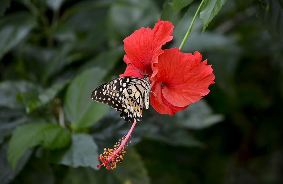 beige butterfly on red hibiscus flower, blooming, the stigma, HD wallpaper