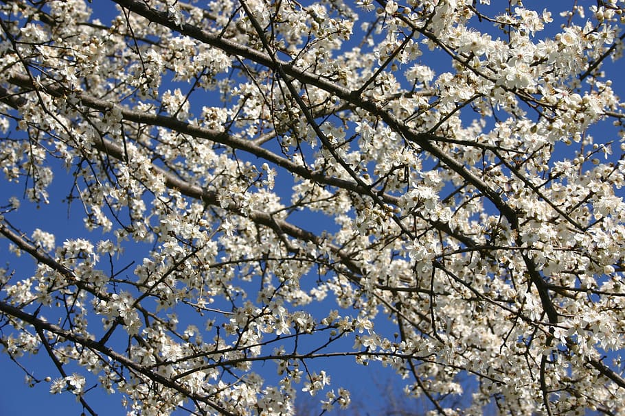 spring, pesco, flowers, tree, low angle view, plant, branch HD wallpaper