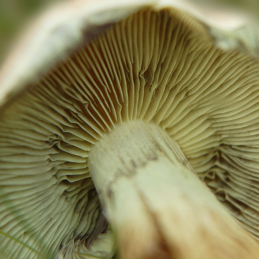 mushroom, lamellar, autumn, nature, forest mushroom, disc fungus, HD wallpaper