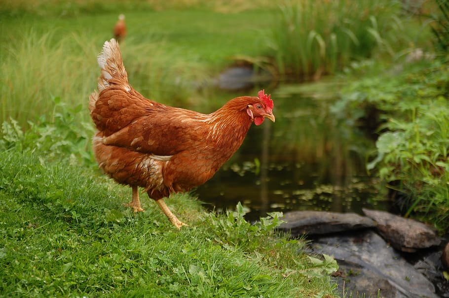 brown hen, chicken, summer, water, flow, power, bird, animal themes HD wallpaper