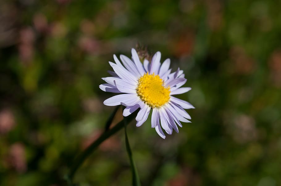 aster, purple, flower, flowering plant, freshness, fragility HD wallpaper