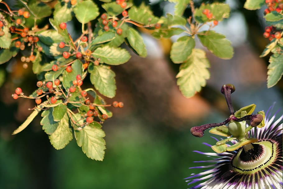 tree, flower, nature, plant, growth, freshness, flowering plant HD wallpaper