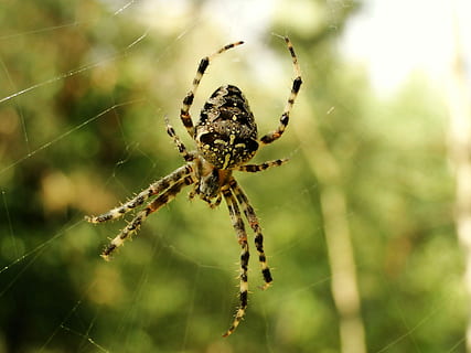 spider, spider's web, arachnid, cobweb, insect, animals, crusader garden HD wallpaper