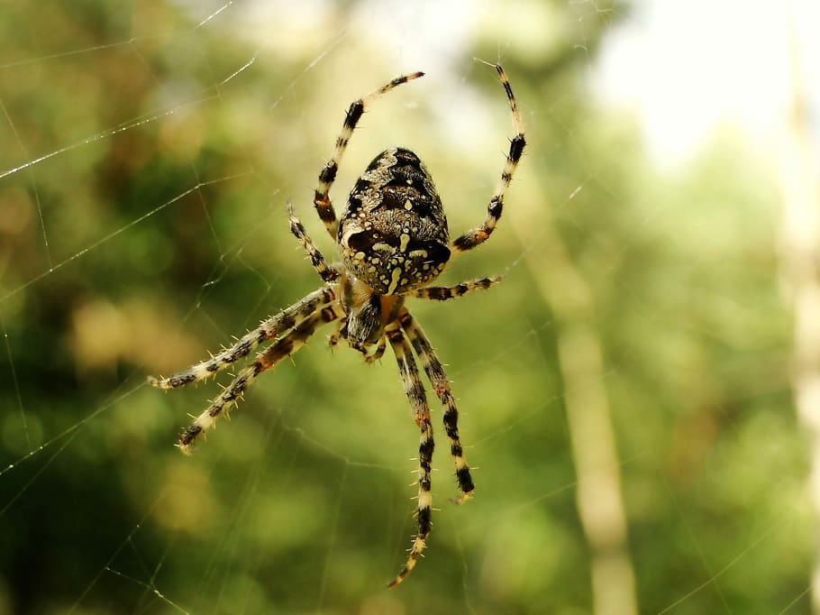 spider, spider's web, arachnid, cobweb, insect, animals, crusader garden HD wallpaper