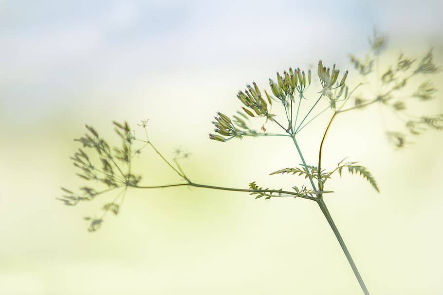 photo of green leaf plant, spring, nature, blue, light, flowers HD wallpaper