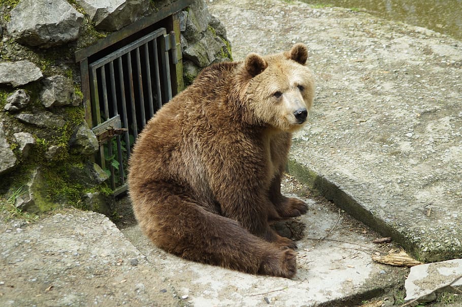 bear sitting on surface, brown bear, zoo, predator, animal HD wallpaper