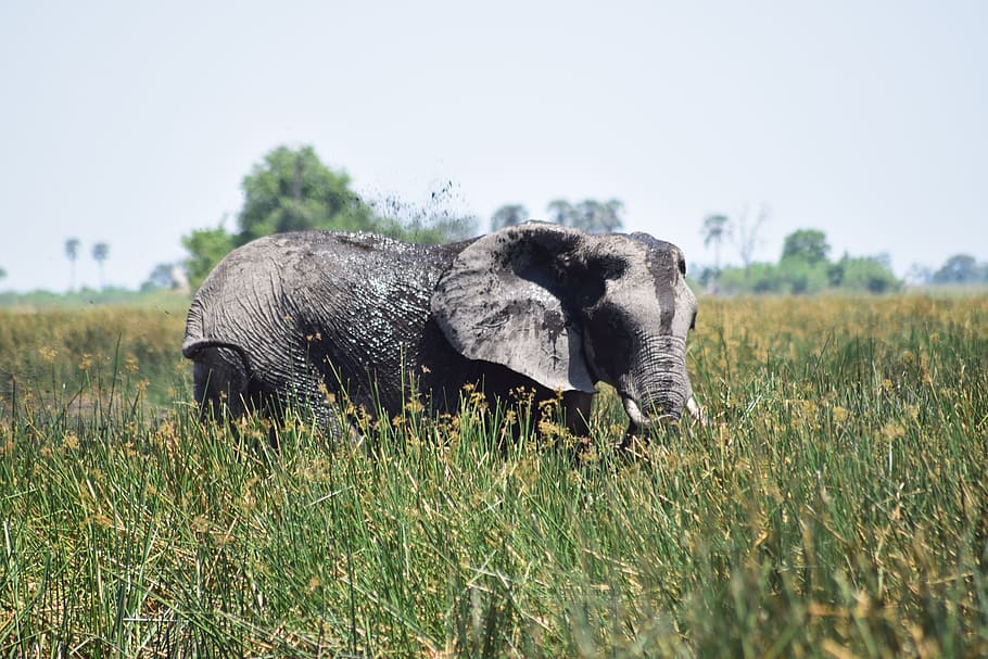 elephant, muddy, grass, hiding, botswana, safari, africa, animal HD wallpaper