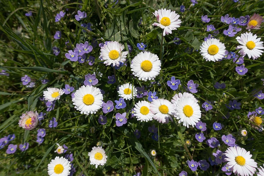 white flowers photography with green leaves, meadow, spring HD wallpaper