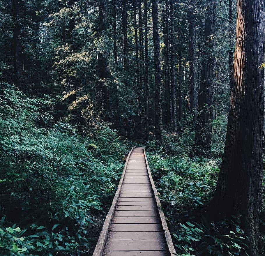 narrow brown wooden pathway near wooden tress, wooden walkway inside forest HD wallpaper