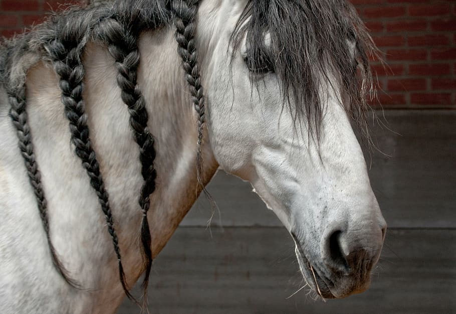 close-up photo of white horse, mane, plait, grey, animal, animal themes