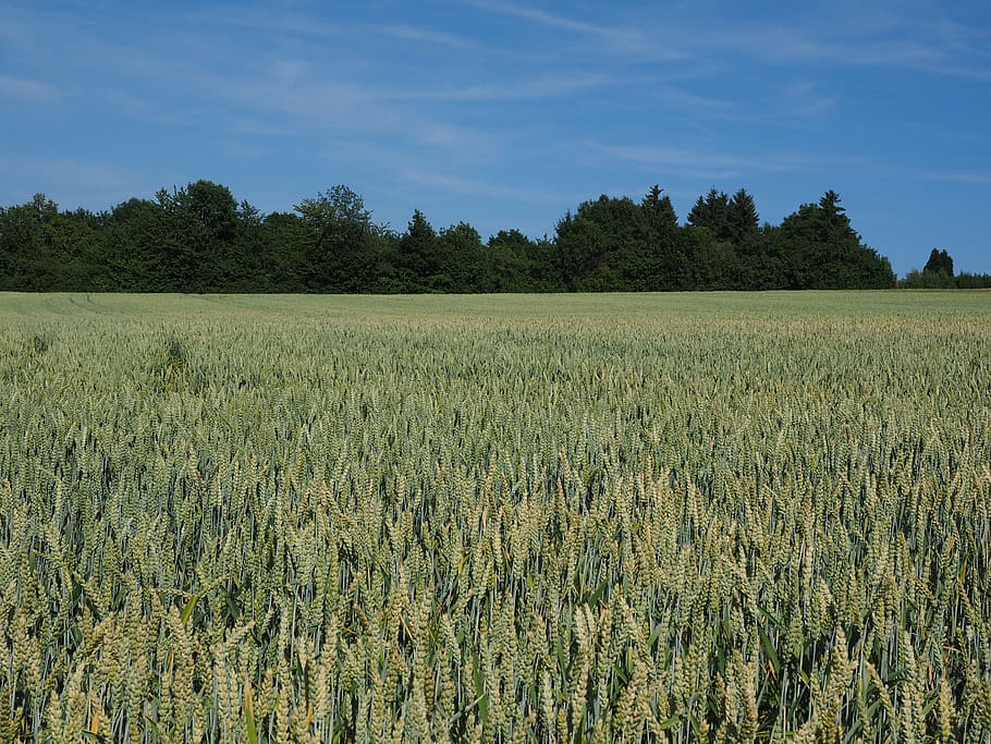 wheat field, cereals, ear, grain, cornfield, food, agriculture HD wallpaper
