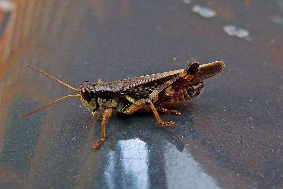 Grasshopper, Locust, Insect, Nature, animal, macro, one animal HD wallpaper