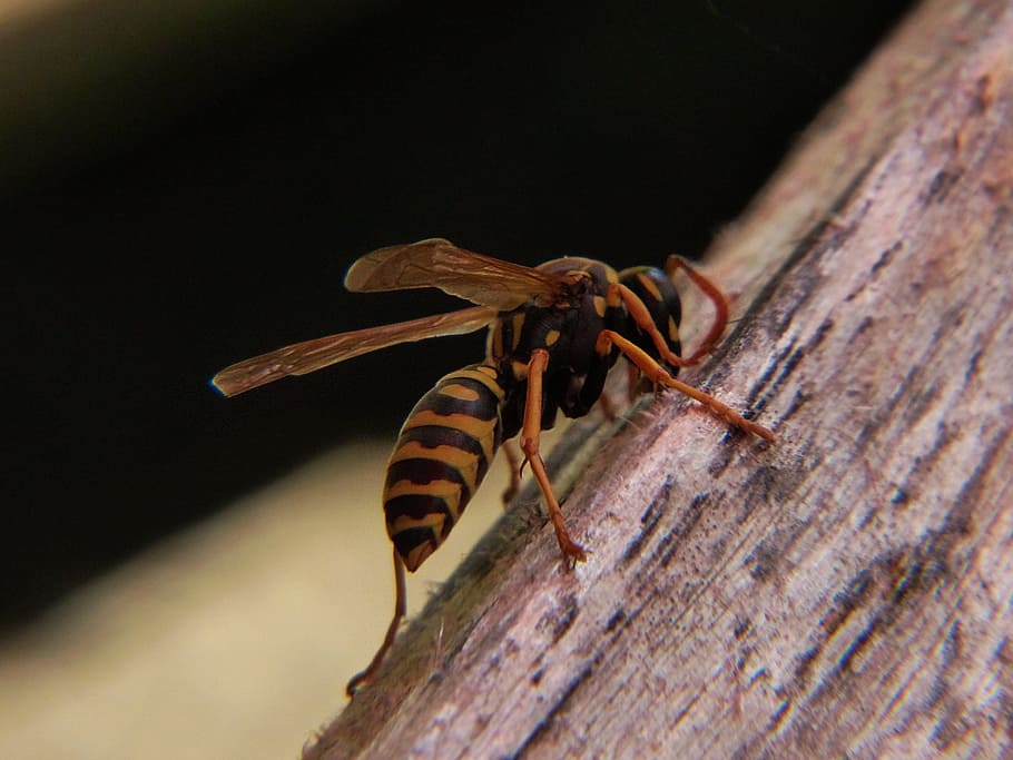 Wasp, Insect, Close, Sting, Yellow, bee, nature, animal, macro HD wallpaper