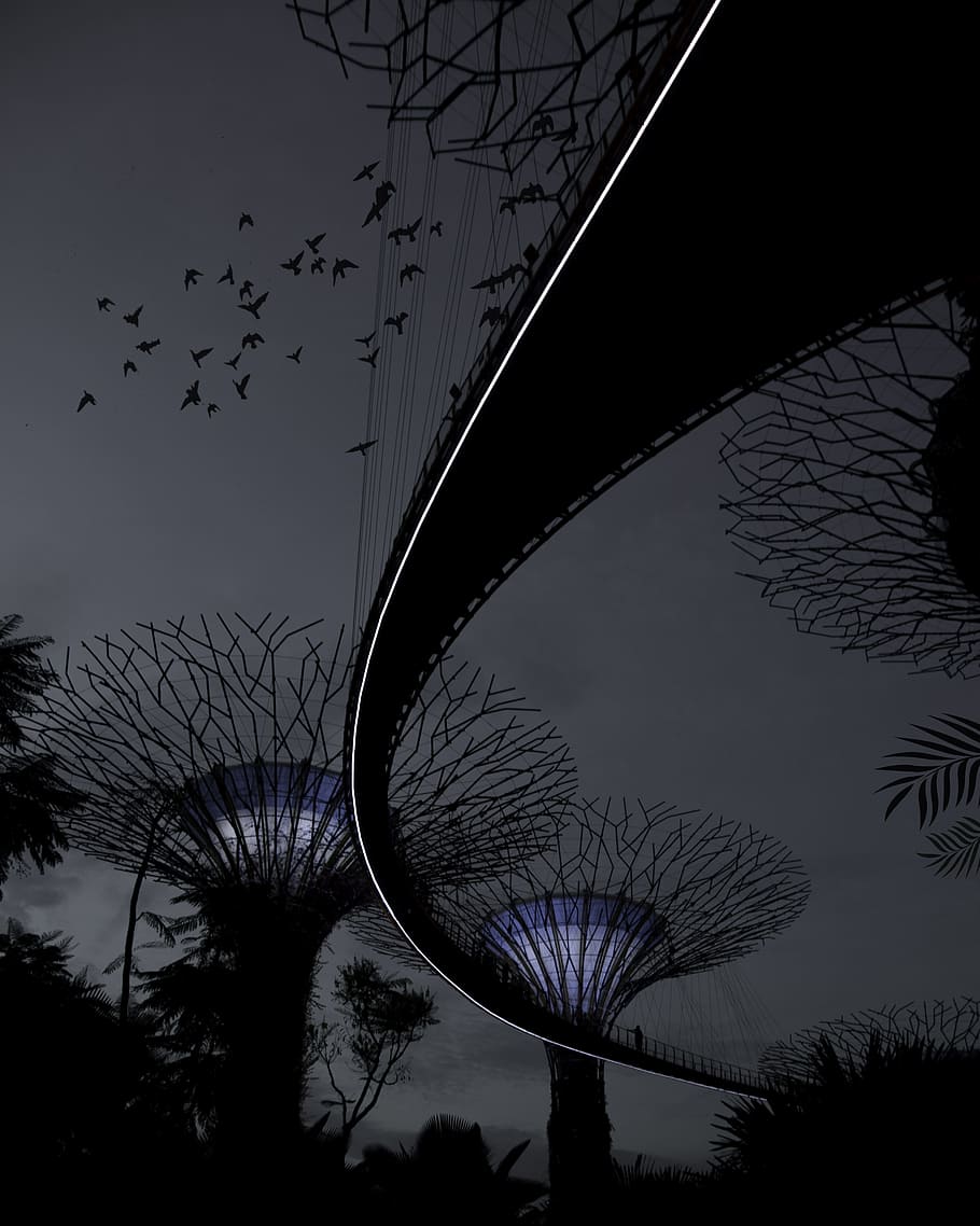 silhouette of bridge and bare trees, Marina Bay Garden, Singapore HD wallpaper
