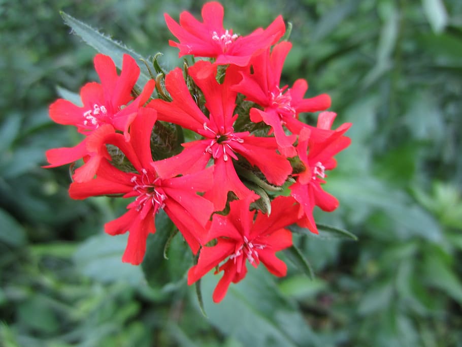 burning love, flower, red, plant, growth, flowering plant, beauty in nature HD wallpaper