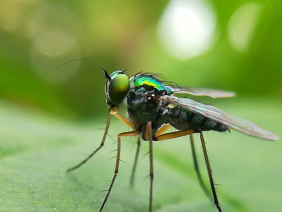 insects, nature, green, animal wildlife, animal themes, animals in the wild HD wallpaper