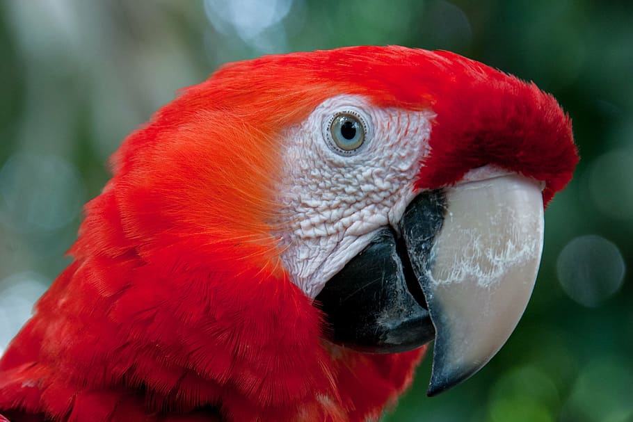 parrot, roso, bird, animal, macaw, nature, wildlife, beak, pets HD wallpaper