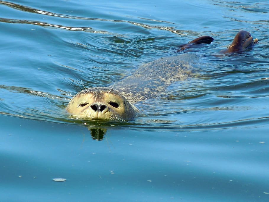 seal, robbe, swim, animal, mammal, wildlife, nature, swimming Animal HD wallpaper